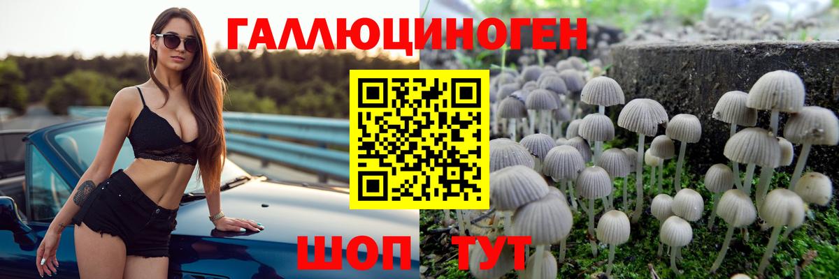 купить наркотики сайты  Галлюциногенные грибы мицелий  Вход с VPN  Новозыбков 
